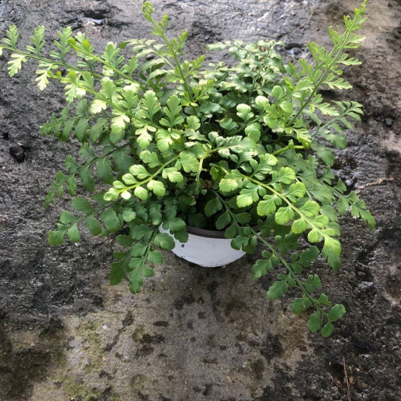 平安蕨盆栽吉姆蕨小盆栽室内耐半阴绿植可水培蕨类植物