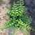 平安蕨盆栽吉姆蕨小盆栽室内耐半阴绿植可水培蕨类植物