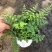 平安蕨盆栽吉姆蕨小盆栽室内耐半阴绿植可水培蕨类植物