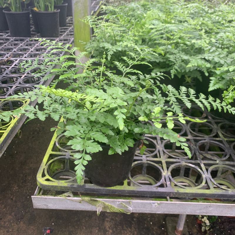 平安蕨盆栽吉姆蕨小盆栽室内耐半阴绿植可水培蕨类植物