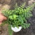 平安蕨盆栽吉姆蕨小盆栽室内耐半阴绿植可水培蕨类植物
