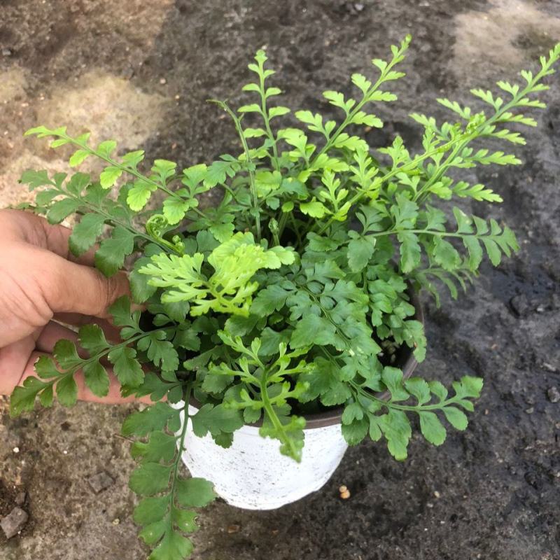 平安蕨盆栽吉姆蕨小盆栽室内耐半阴绿植可水培蕨类植物