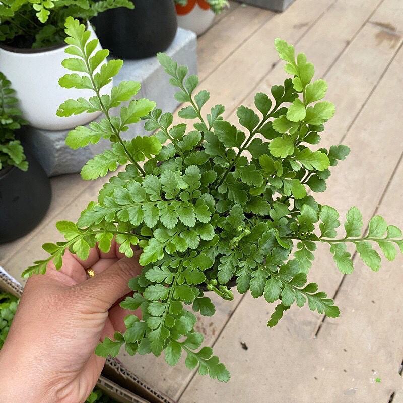 平安蕨盆栽吉姆蕨小盆栽室内耐半阴绿植可水培蕨类植物