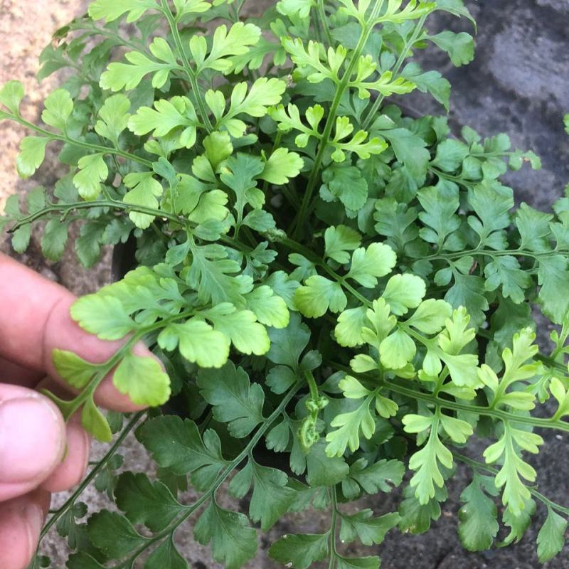 平安蕨盆栽吉姆蕨小盆栽室内耐半阴绿植可水培蕨类植物