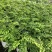 平安蕨盆栽吉姆蕨小盆栽室内耐半阴绿植可水培蕨类植物