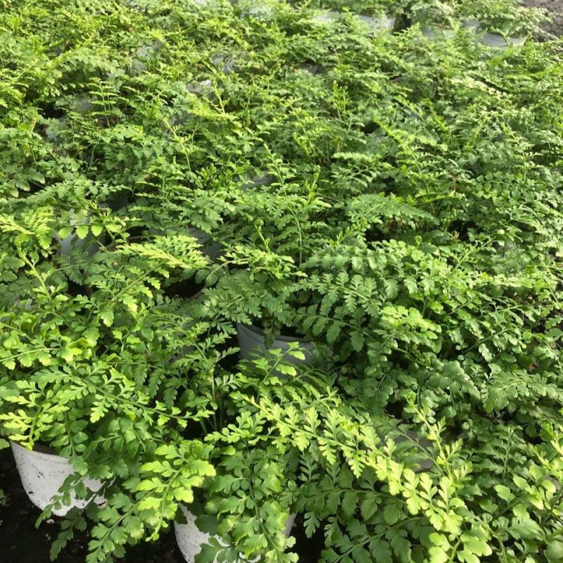 平安蕨盆栽吉姆蕨小盆栽室内耐半阴绿植可水培蕨类植物