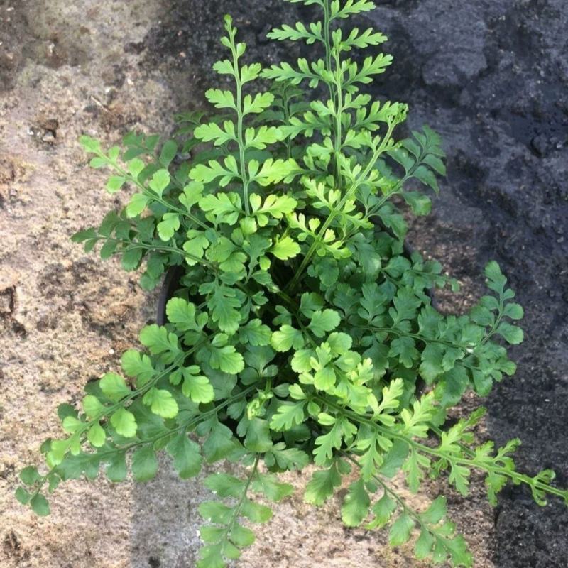平安蕨盆栽吉姆蕨小盆栽室内耐半阴绿植可水培蕨类植物