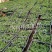 芒果筐水果篮果蔬包装二手缕空包装塑料框子带盖果筐运输框