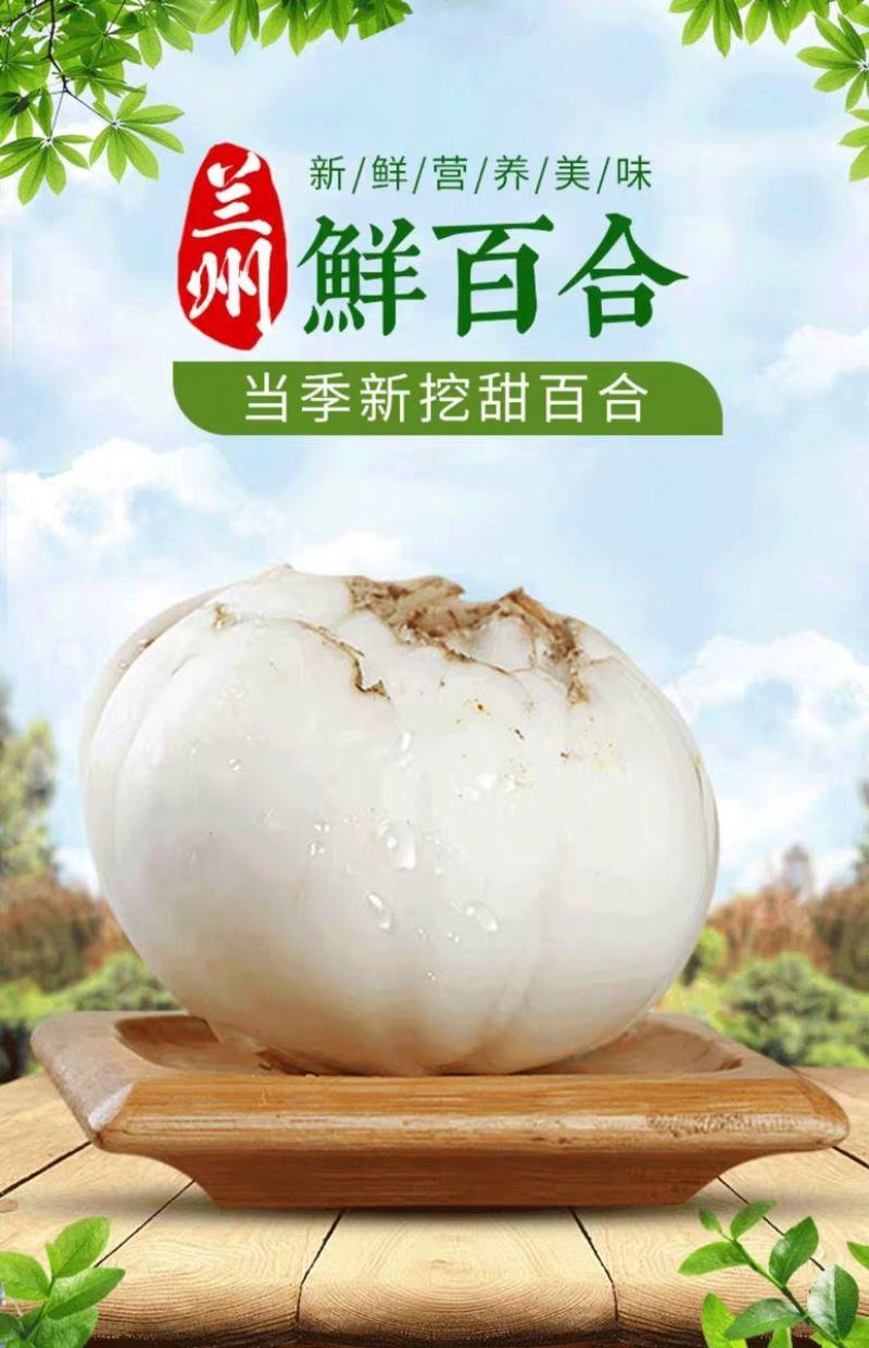 甘肃省土特产鲜百合兰州甜百合精品四头小包92包左右