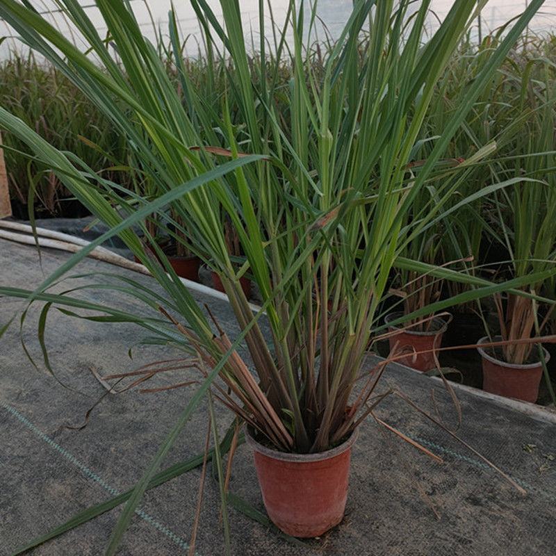 香茅草盆栽种植苗可食用植物柠檬草有香味香草香料新鲜香茅草