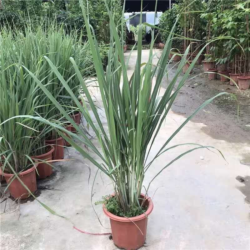 香茅草盆栽种植苗可食用植物柠檬草有香味香草香料新鲜香茅草