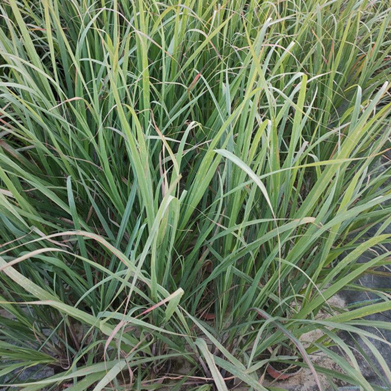 香茅草盆栽种植苗可食用植物柠檬草有香味香草香料新鲜香茅草
