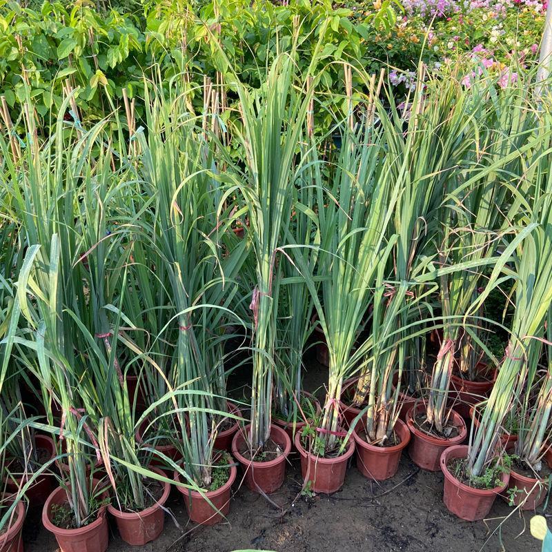 香茅草盆栽种植苗可食用植物柠檬草有香味香草香料新鲜香茅草