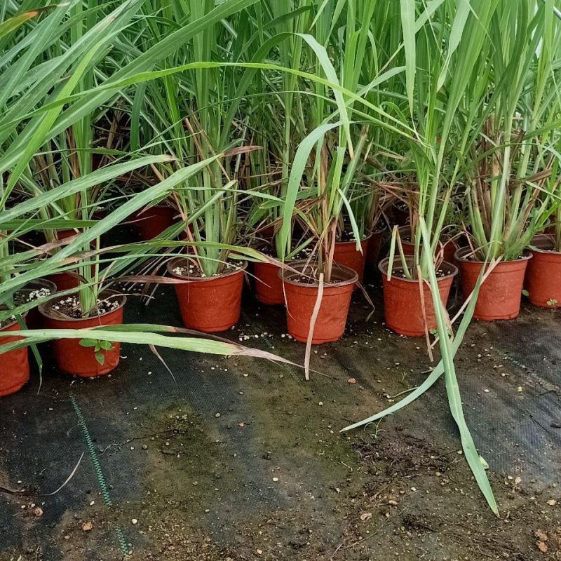香茅草盆栽种植苗可食用植物柠檬草有香味香草香料新鲜香茅草
