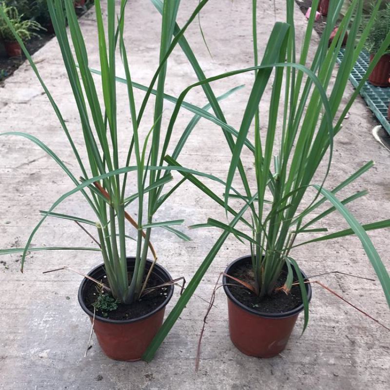 香茅草盆栽种植苗可食用植物柠檬草有香味香草香料新鲜香茅草