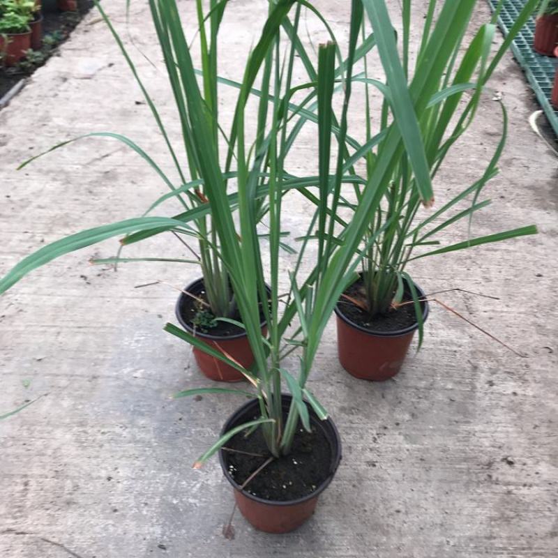香茅草盆栽种植苗可食用植物柠檬草有香味香草香料新鲜香茅草