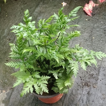 马耳蕨室内绿植盆栽蕨类植物基地直发量大优惠