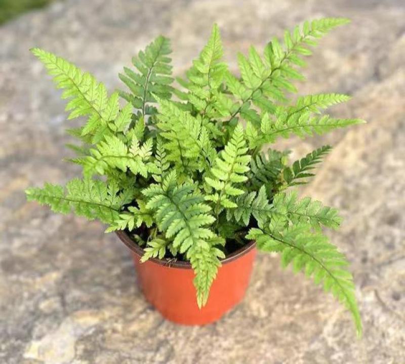 马耳蕨室内绿植盆栽蕨类植物基地直发量大优惠