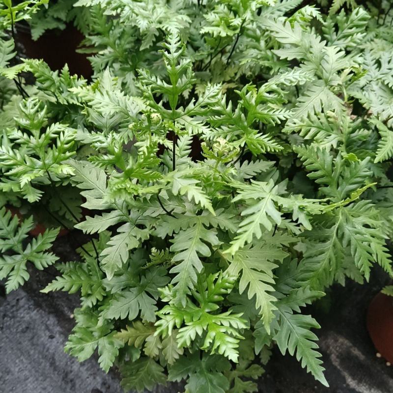 马耳蕨室内绿植盆栽蕨类植物基地直发量大优惠