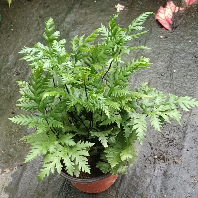 马耳蕨室内绿植盆栽蕨类植物基地直发量大优惠