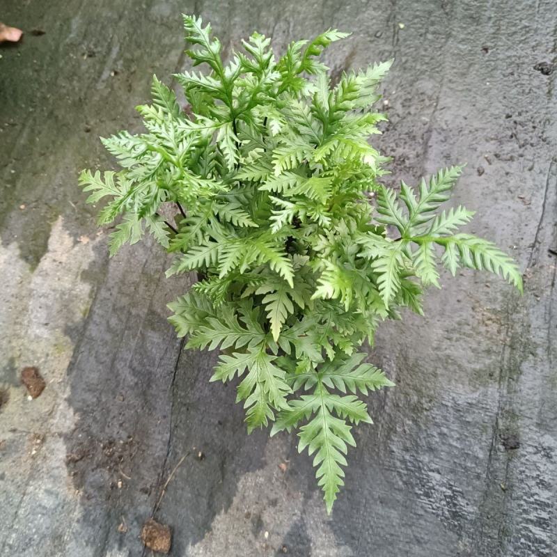 马耳蕨室内绿植盆栽蕨类植物基地直发量大优惠
