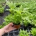 马耳蕨室内绿植盆栽蕨类植物基地直发量大优惠