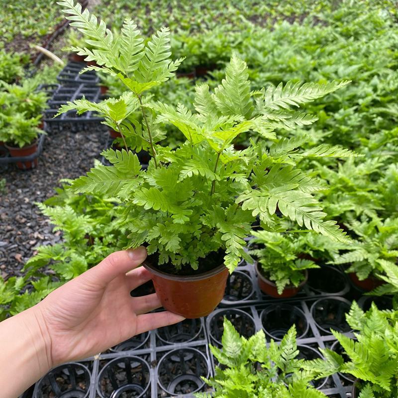 马耳蕨室内绿植盆栽蕨类植物基地直发量大优惠