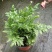 马耳蕨室内绿植盆栽蕨类植物基地直发量大优惠