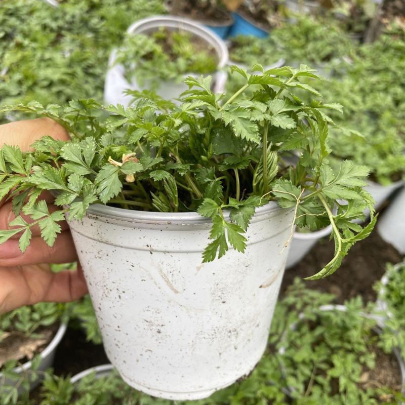 川芎种苗根块盆栽纯川穹西芎贯芎香果中材盆景庭院种植