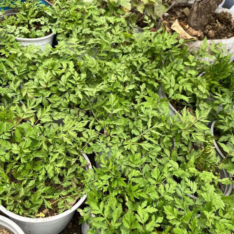 川芎种苗根块盆栽纯川穹西芎贯芎香果中材盆景庭院种植