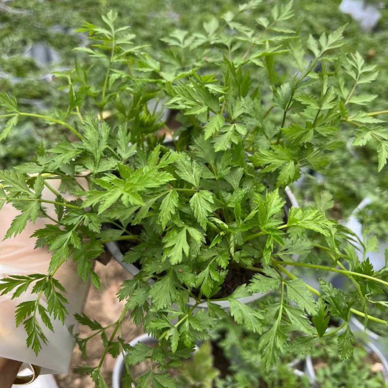 川芎种苗根块盆栽纯川穹西芎贯芎香果中材盆景庭院种植