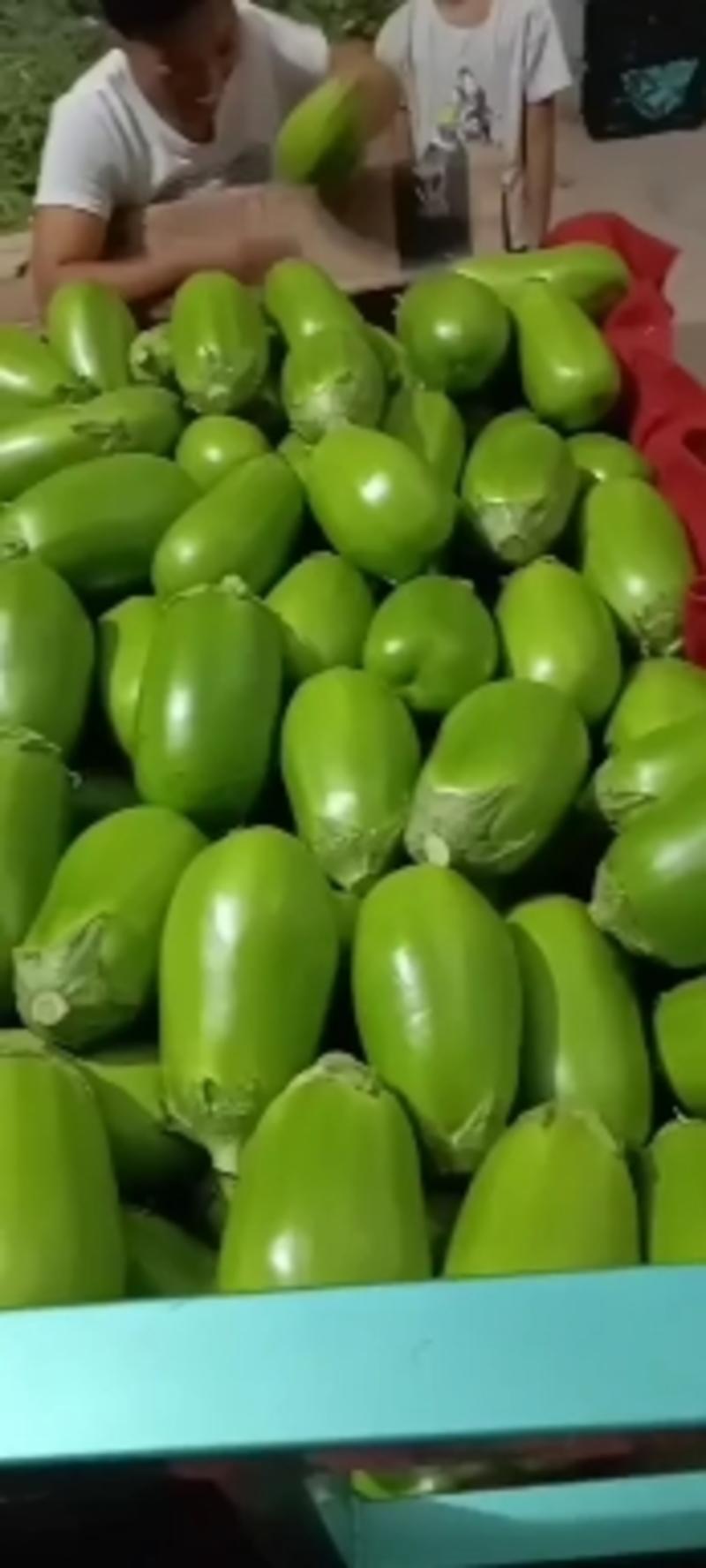 专业供应优质青茄，保质保量可视频看货，代发全国各地