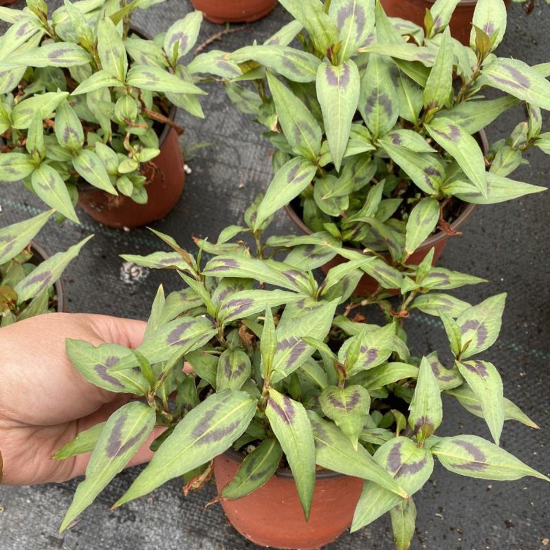 食用香草盆栽越南芫荽叻沙叶生菜沙拉春卷牛肉粉鸭蛋仔好伴侣