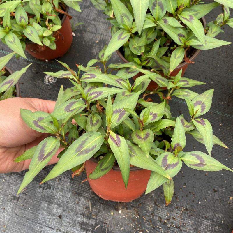 食用香草盆栽越南芫荽叻沙叶生菜沙拉春卷牛肉粉鸭蛋仔好伴侣