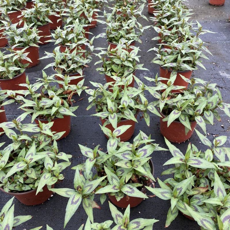 食用香草盆栽越南芫荽叻沙叶生菜沙拉春卷牛肉粉鸭蛋仔好伴侣
