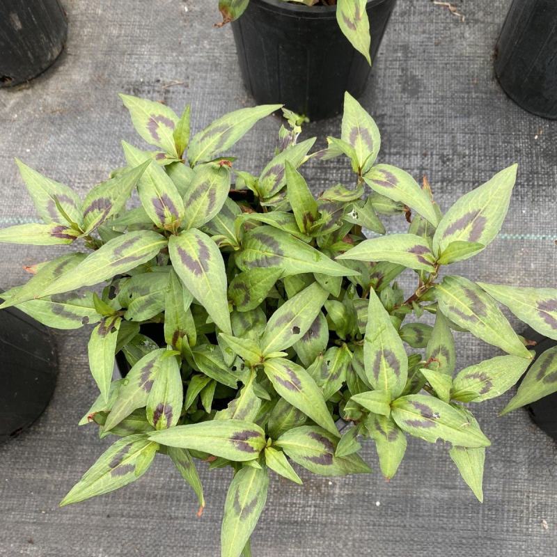 食用香草盆栽越南芫荽叻沙叶生菜沙拉春卷牛肉粉鸭蛋仔好伴侣