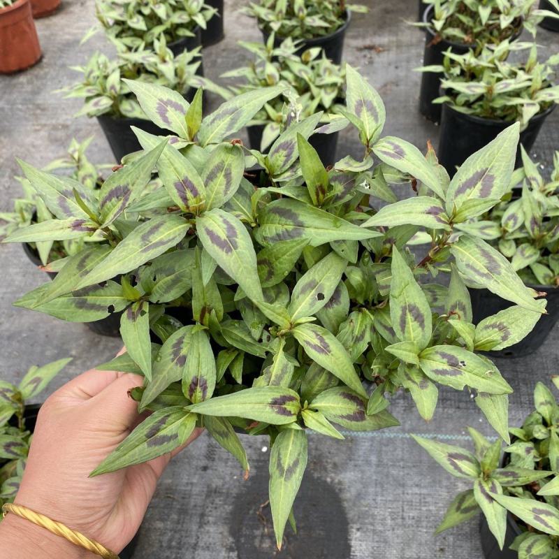 食用香草盆栽越南芫荽叻沙叶生菜沙拉春卷牛肉粉鸭蛋仔好伴侣