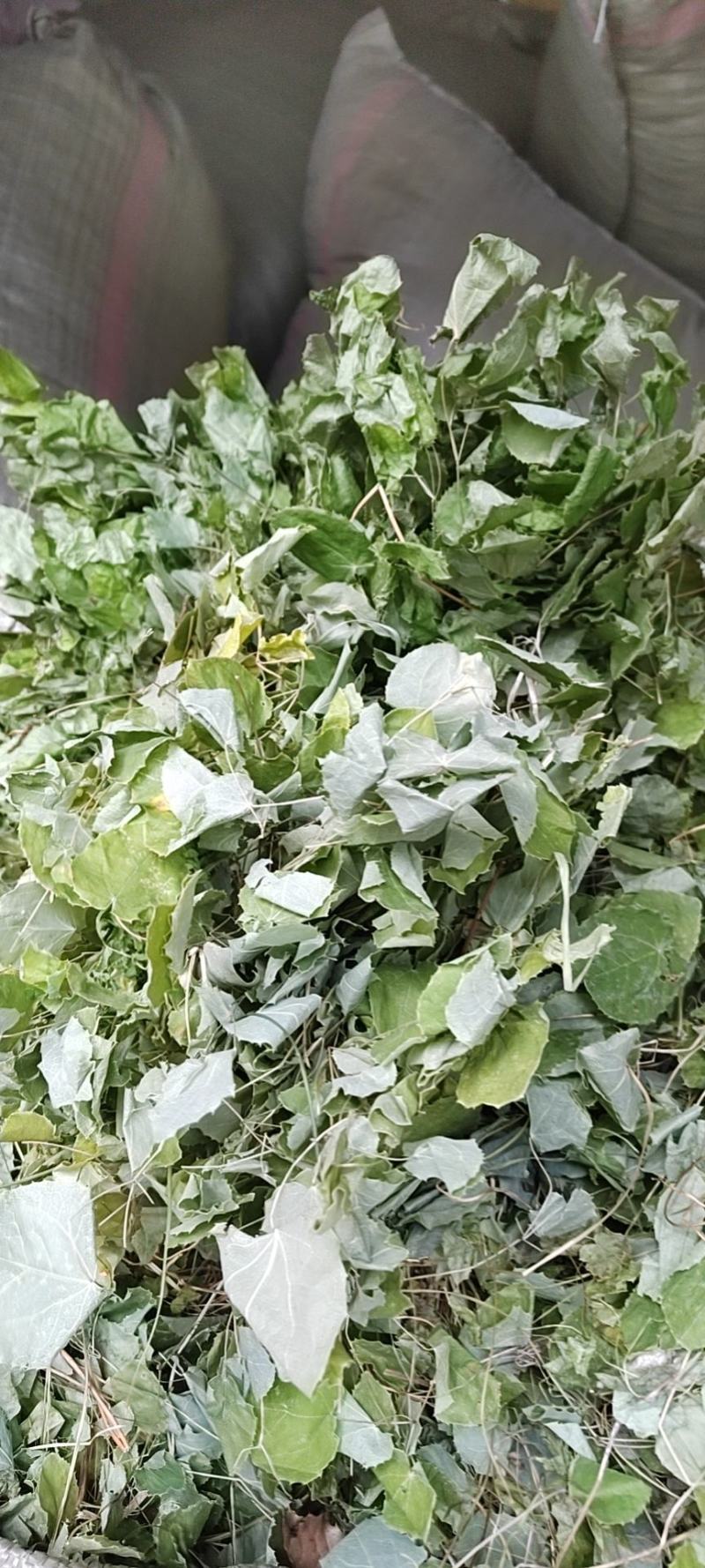 陇南文县大红袍花椒