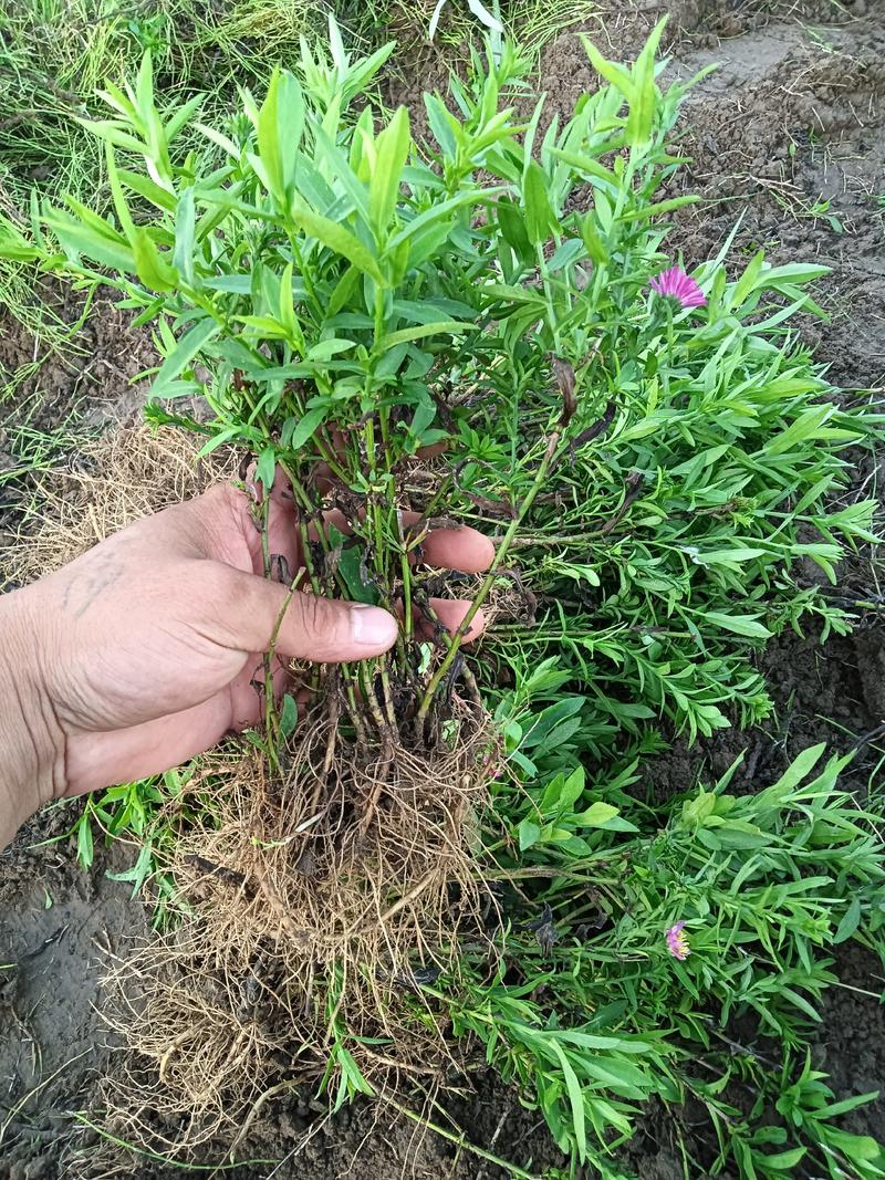 优质荷兰菊，3种颜色，过冬耐寒抗旱多年生宿根花卉。大量现