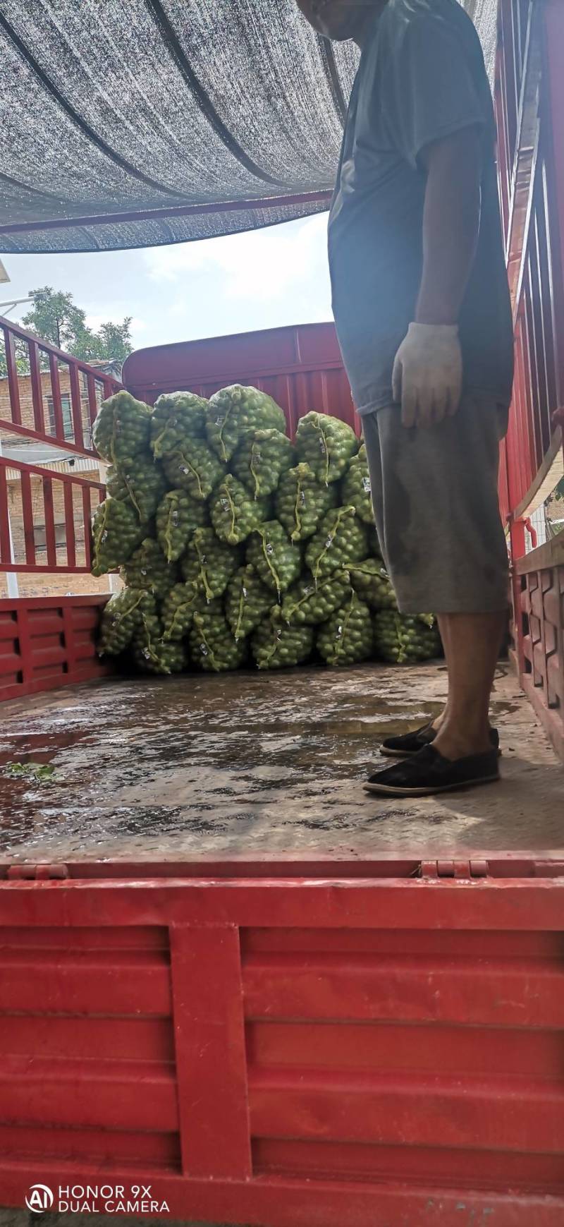 青皮核桃