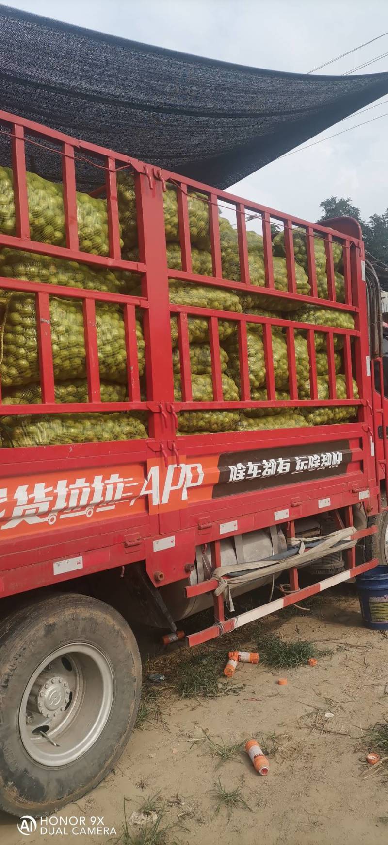 青皮核桃