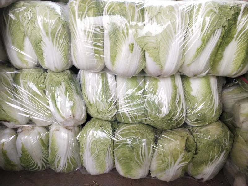 青杂三号白菜大量上市，视频看货，诚信代收