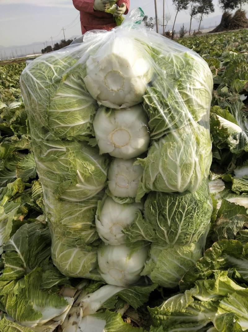 青杂三号白菜大量上市，视频看货，诚信代收