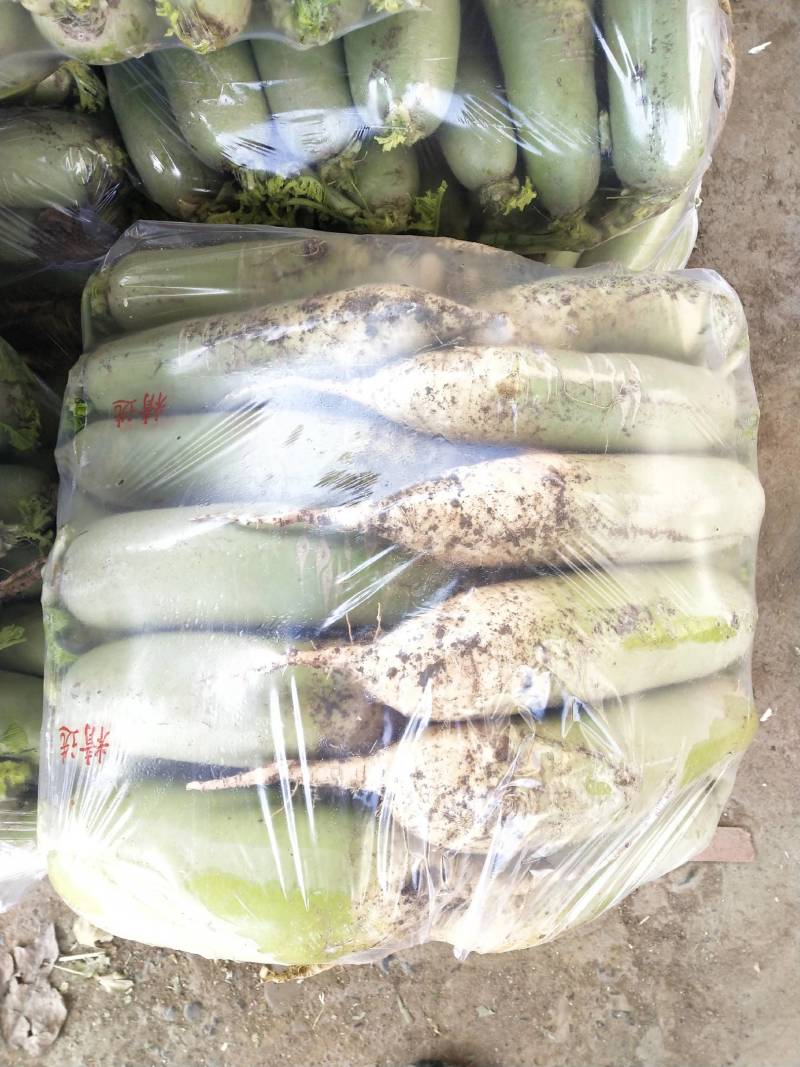 河南汝州青头萝卜大量上市，视频看货，诚信代收