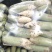 河南汝州青头萝卜大量上市，视频看货，诚信代收