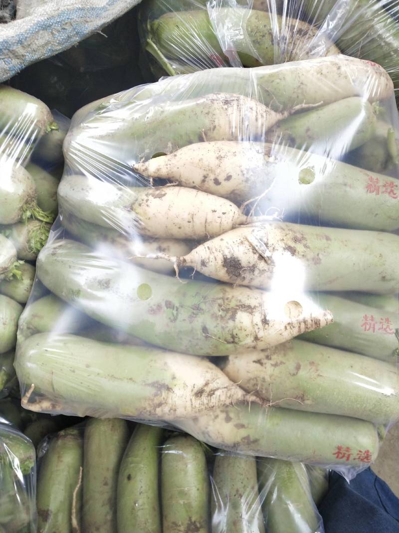 河南汝州青头萝卜大量上市，视频看货，诚信代收