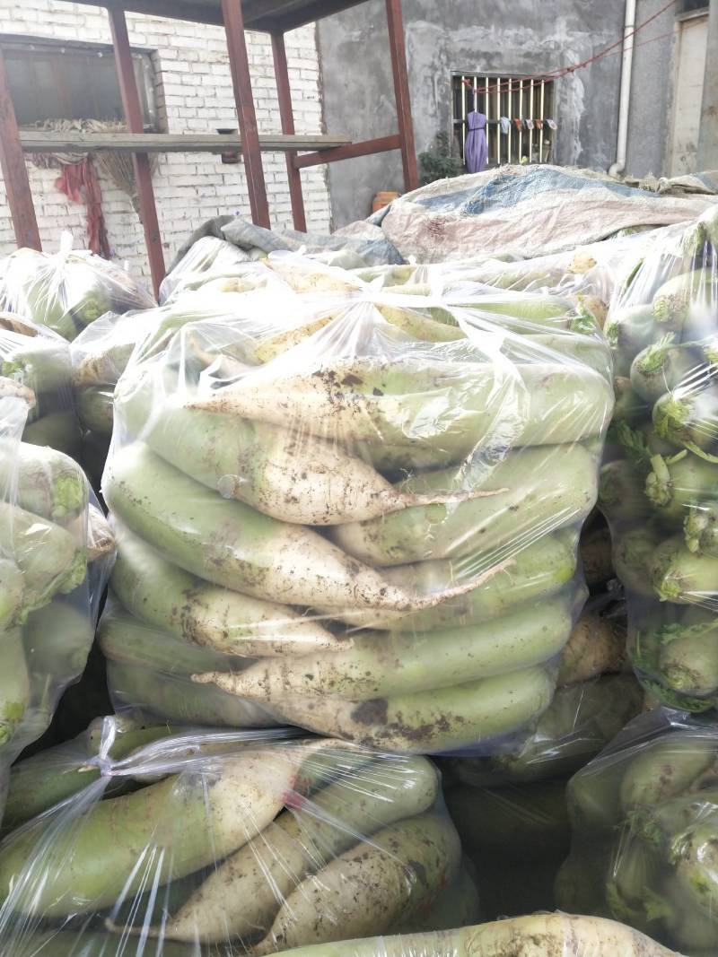 河南汝州青头萝卜大量上市，视频看货，诚信代收