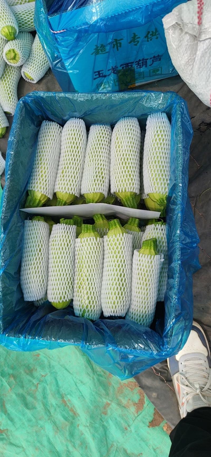 张北西葫芦