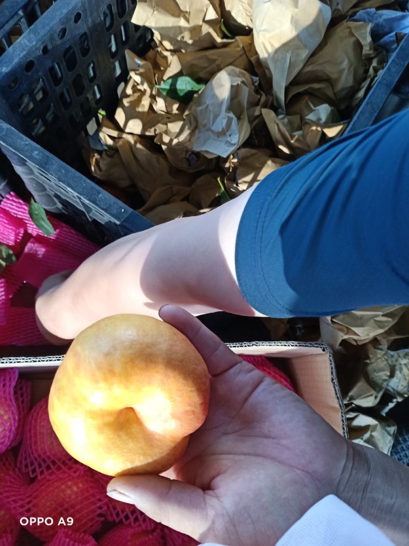 黄金蟠桃产地现摘纯甜多汁