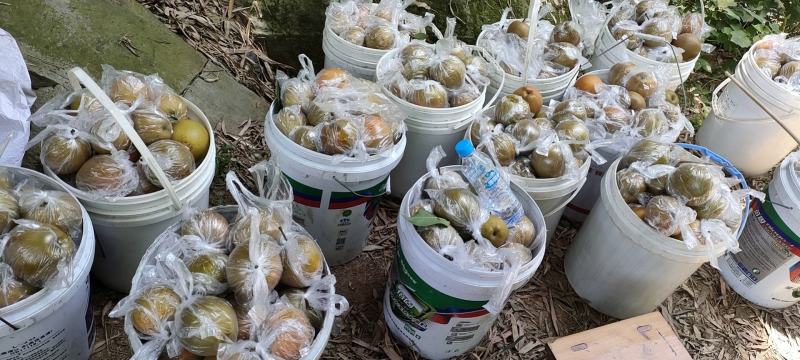 黄花梨个头饱满口感细腻水分充足产地直销大量供货欢迎询价